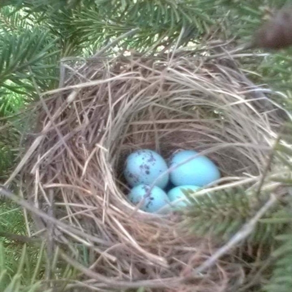 Meet your Posher, Layne - Picture 3 of 16